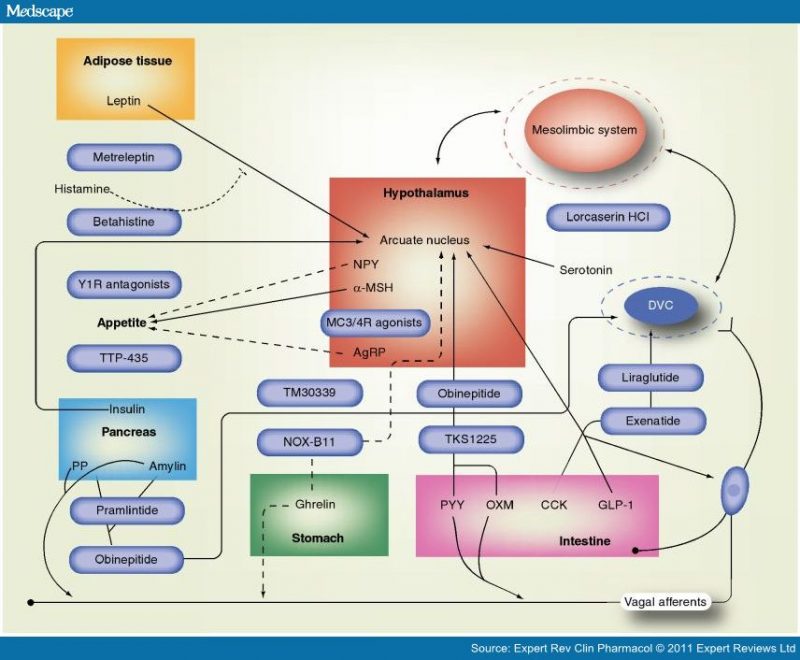 Hunger Control System Liraglutide and the Hunger Alarm System | The Health Matrix